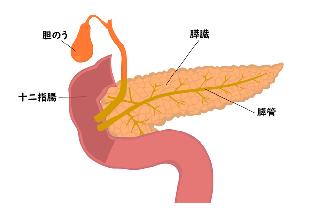 胆のう、膵臓